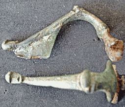 fibula