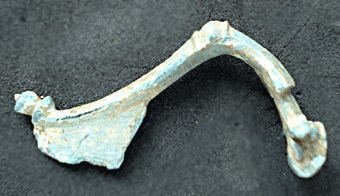 fibula