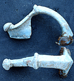 fibula