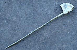 pin