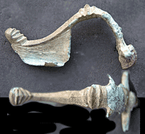 fibula